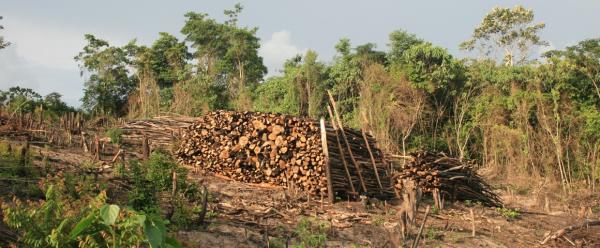 Meule en cours de construction pour la production de charbon de bois, consommé dans les centres urbains du Congo comme énergie domestique © E. Dubiez, Cirad